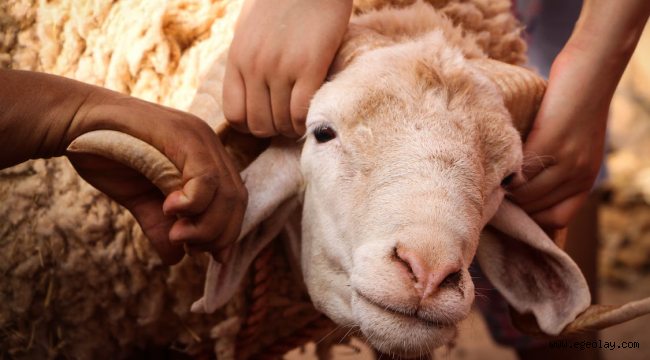 Kurban Bayrami Anlami Tarihi Ve Kulturel Onemi