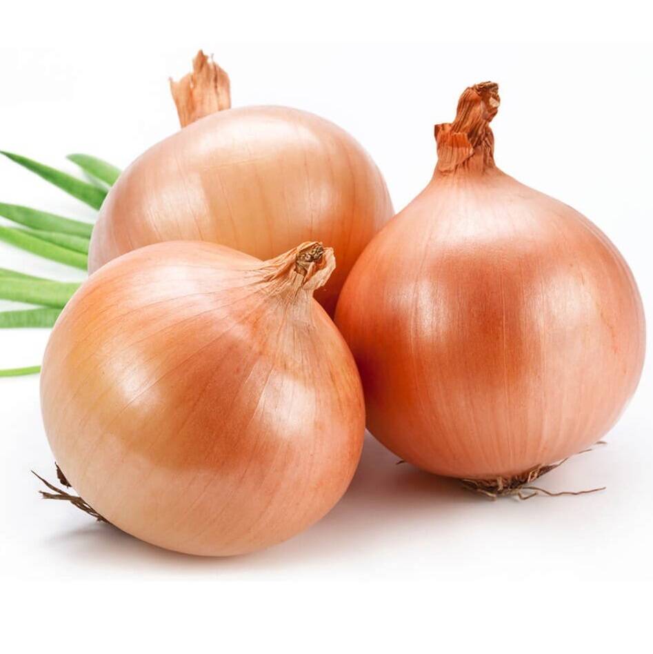 Sari Sogan Tohumu Sogan Tohumu Aktarloji 949 79 O