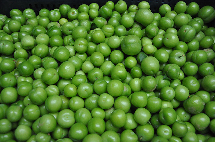 Türkiye'den Irak'a giden yeşil erik, kilosu 500 dolardan satılıyor!