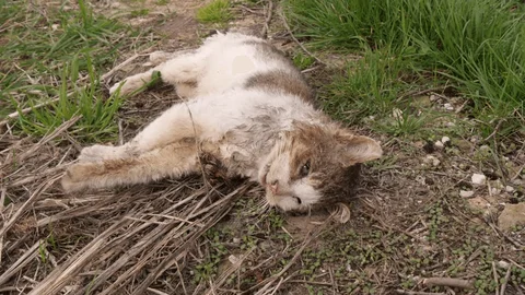 Eskişehir'de yürekleri sızlatan görüntü: Ezerek öldürdü, yolun ortasına bırakıp gitti