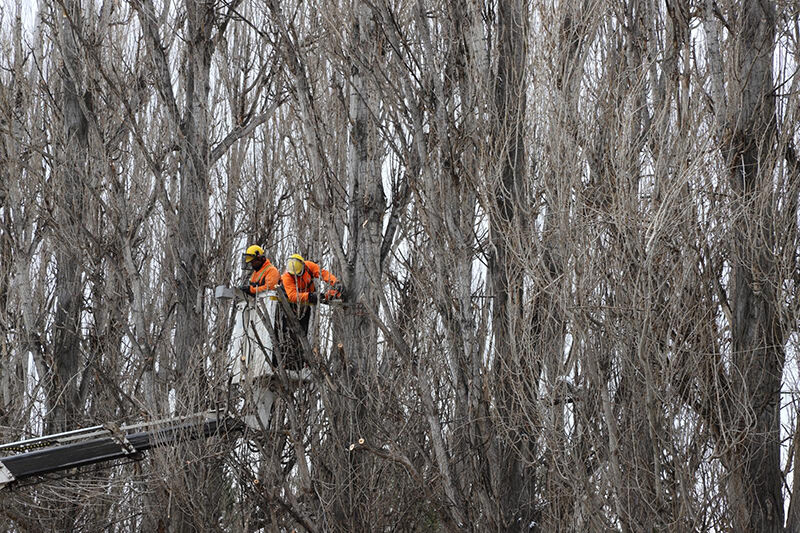 Ekoloji̇k Ömrünü Tamamlayan Kavaklar Yeri̇ni̇ Çinarlara Birakiyor (4)-1