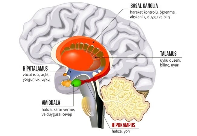 Bilim Dünyası "Süper Yaşlıların" Sırrını Açıkladı