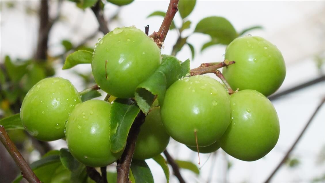 Türkiye'den Irak'a giden yeşil erik, kilosu 500 dolardan satılıyor!