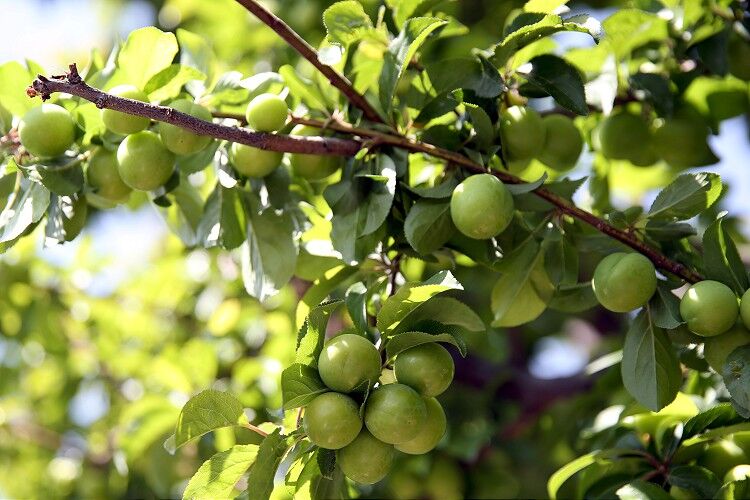 Eskişehir’de Marketlerde "Erik" Mesaisi