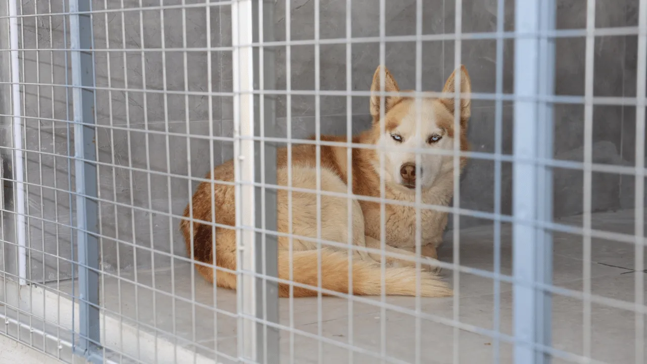 Eskişehirde hayvan bakımevi