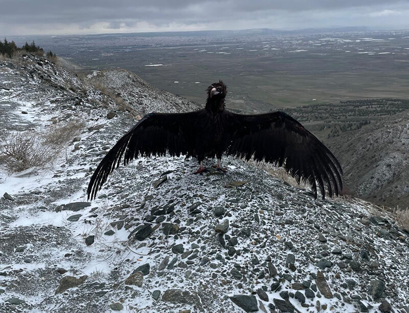 Hayvanat Bahçesi̇’nden Yaban Hayatina Umut (2)