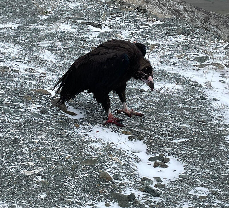Hayvanat Bahçesi̇’nden Yaban Hayatina Umut (3)