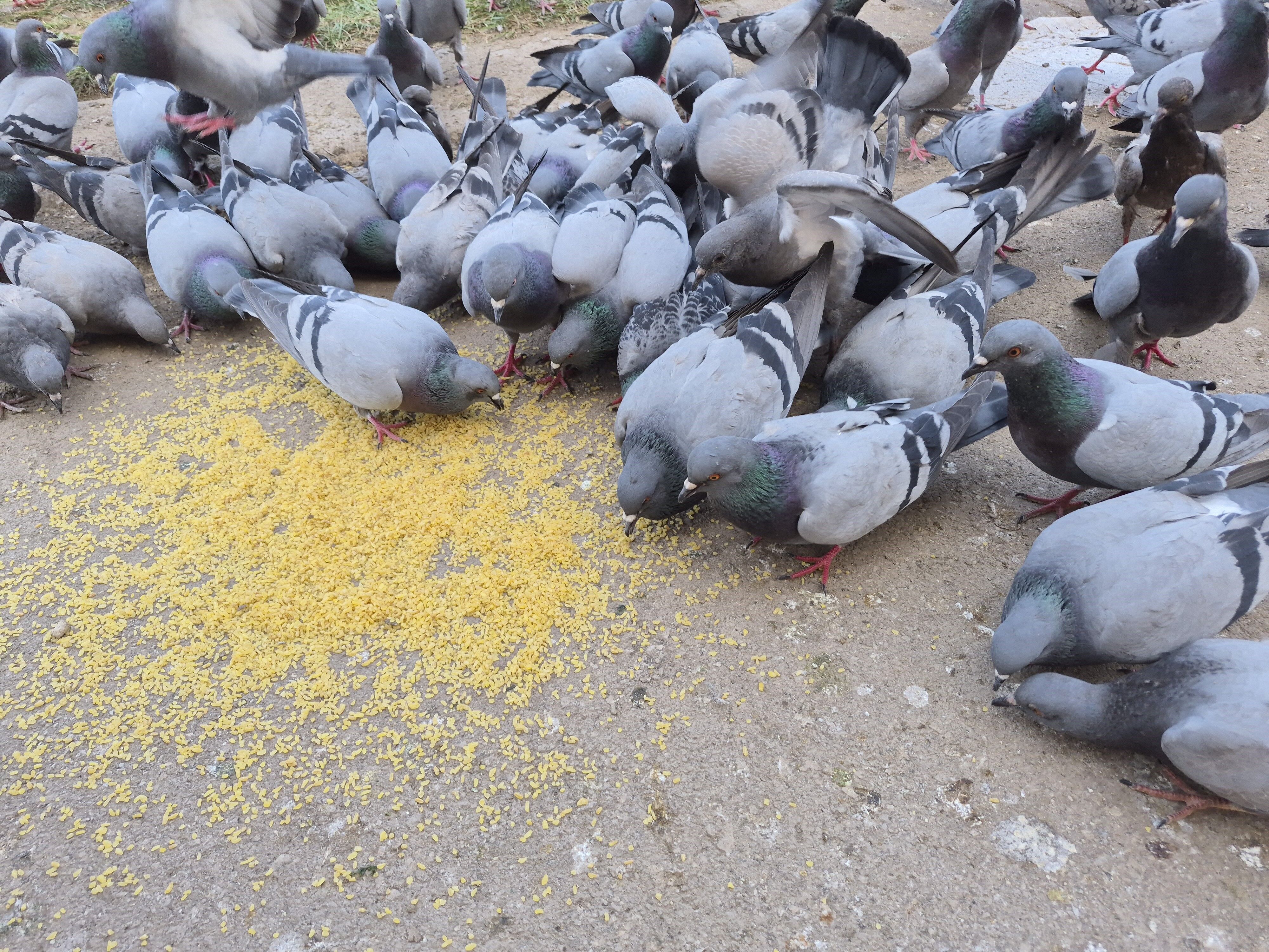 Kuşlara yem veren kadın