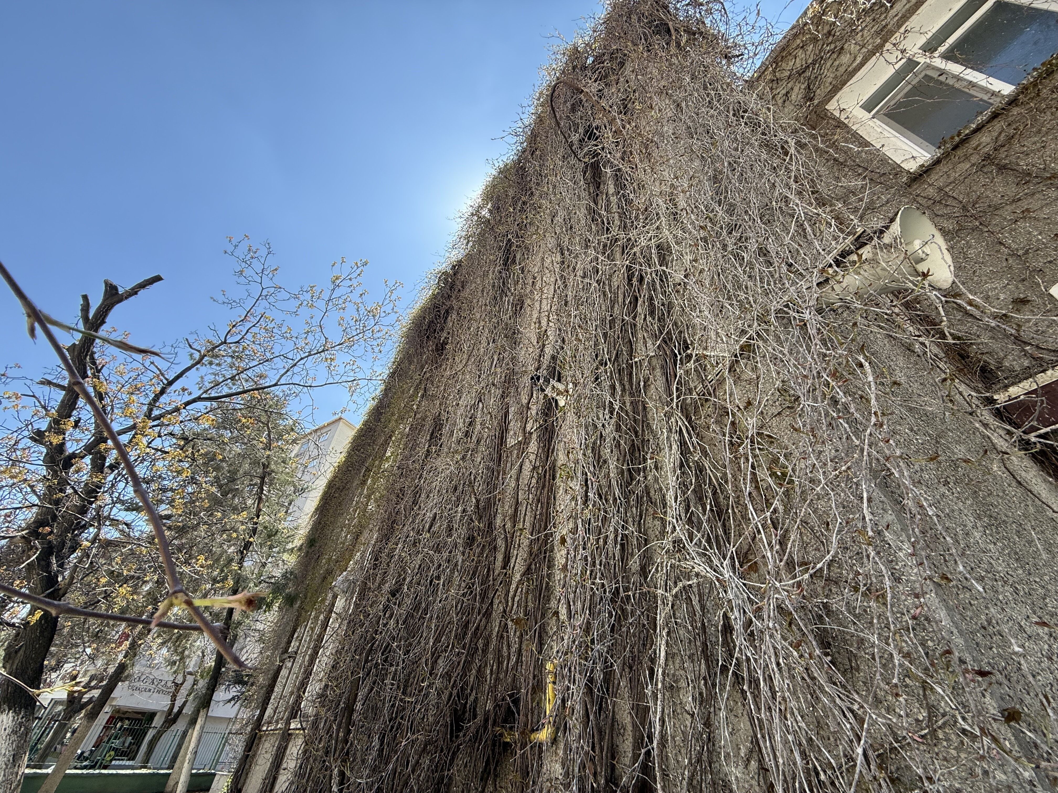 Eskişehir Sarmaşıklı Camii