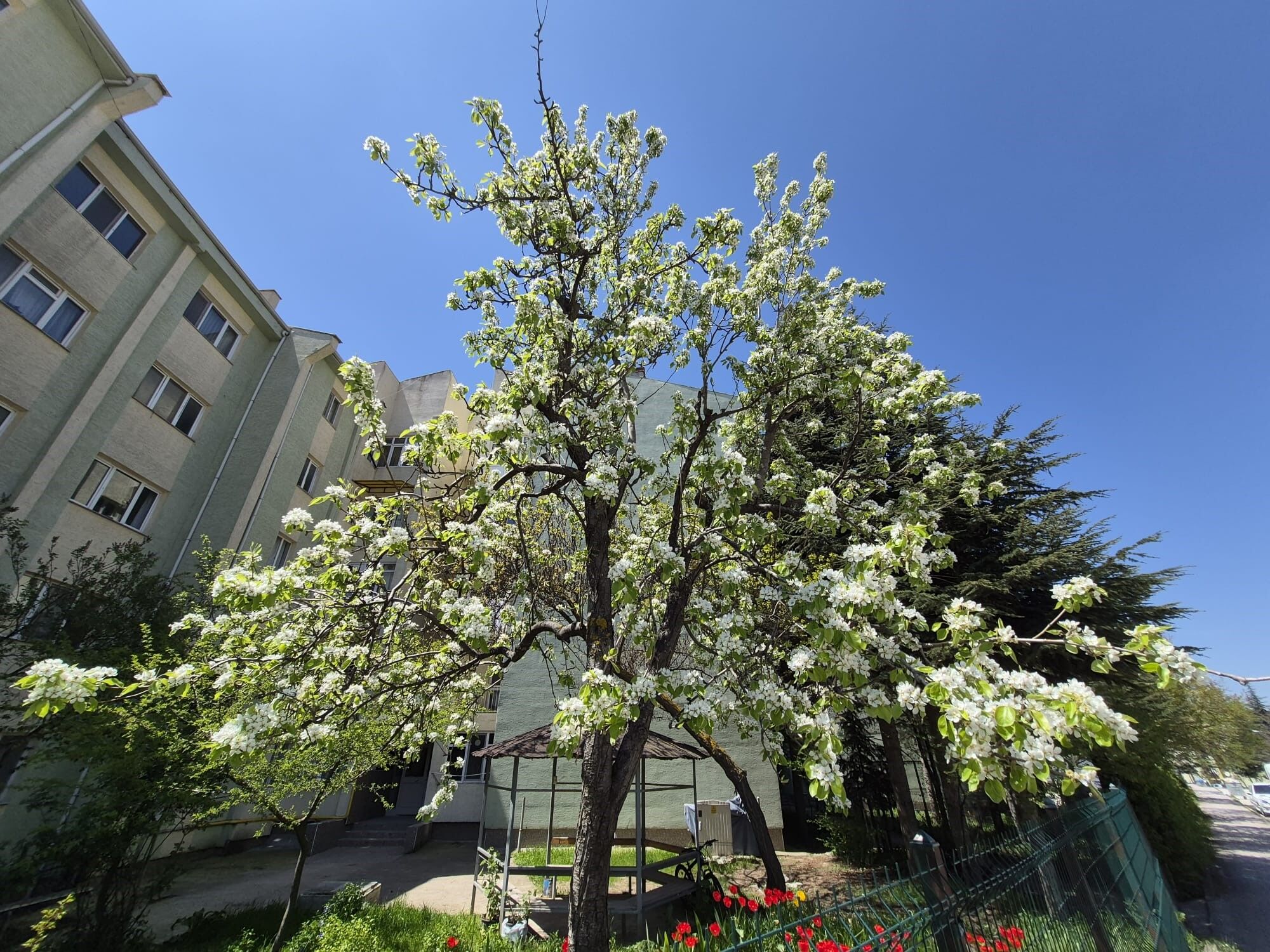 Çiçek Açan Armut Ağacı