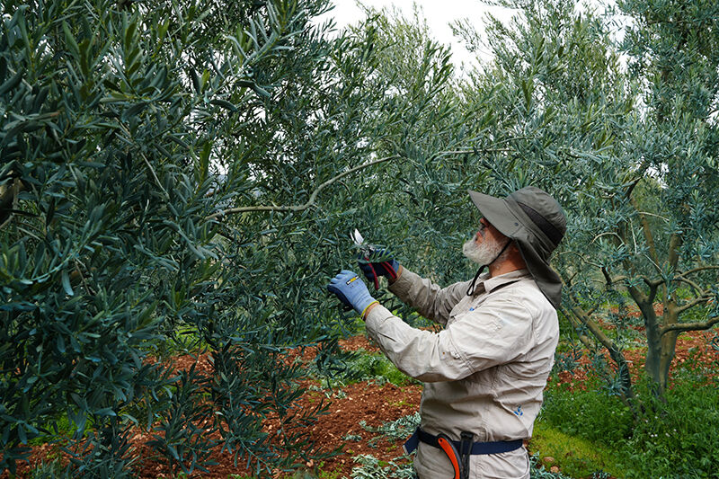 Dorli̇on Zeyti̇nyaği Kali̇tesi̇ni̇ Ödüllerle Tesci̇lledi̇ (5)