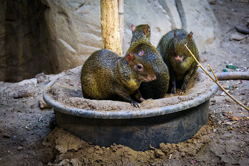 Hayvanat Bahçesi̇’ne 30 Yeni̇ Tür (10)