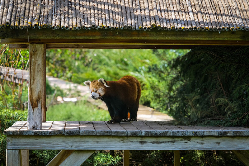 Hayvanat Bahçesi̇’ne 30 Yeni̇ Tür (23)