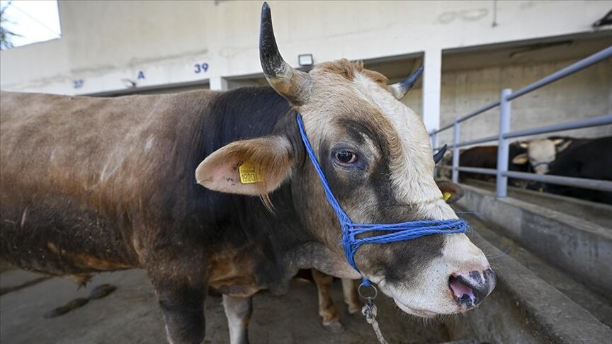 hayvancılık desteği