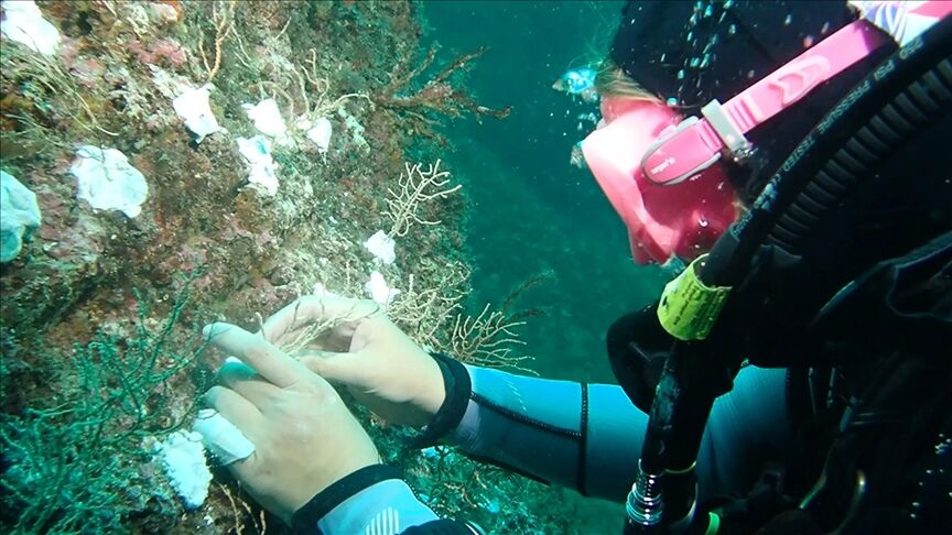 Bakan Kurum'dan Marmara Denizi'nde mercan popülasyonu artıracak projeye ilişkin paylaşım
