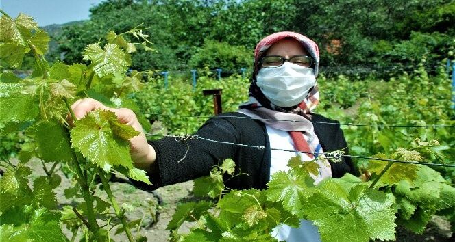 Asma Yaprak
