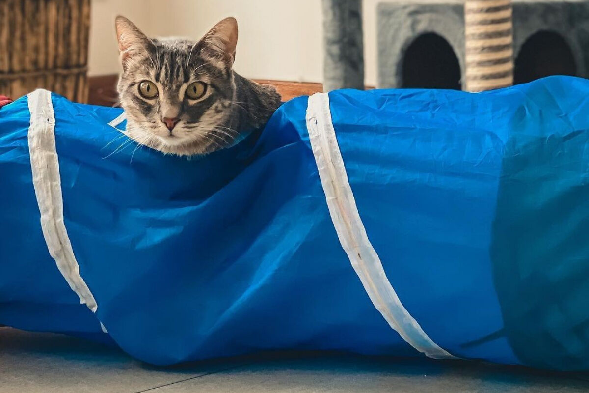 Kedi