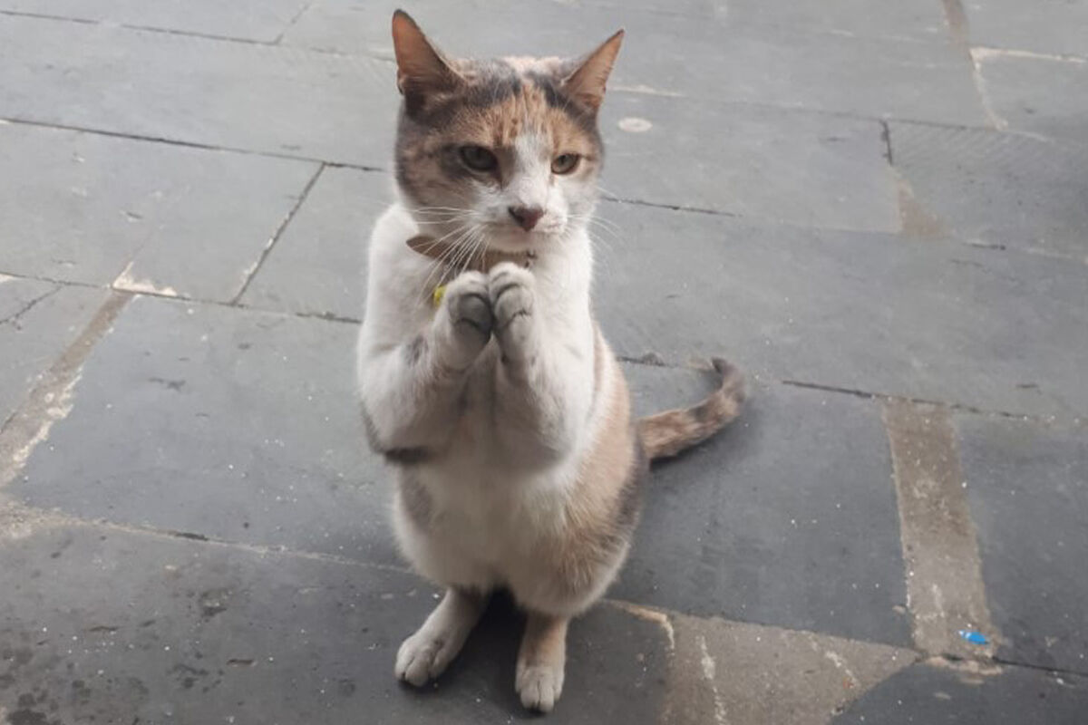 Kedi