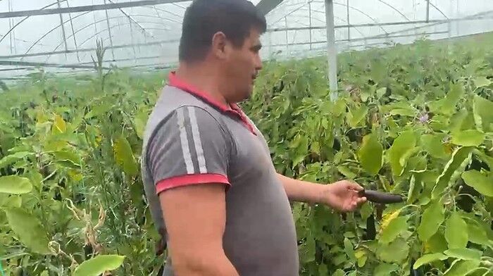 antalya, serik, üretici, hasat