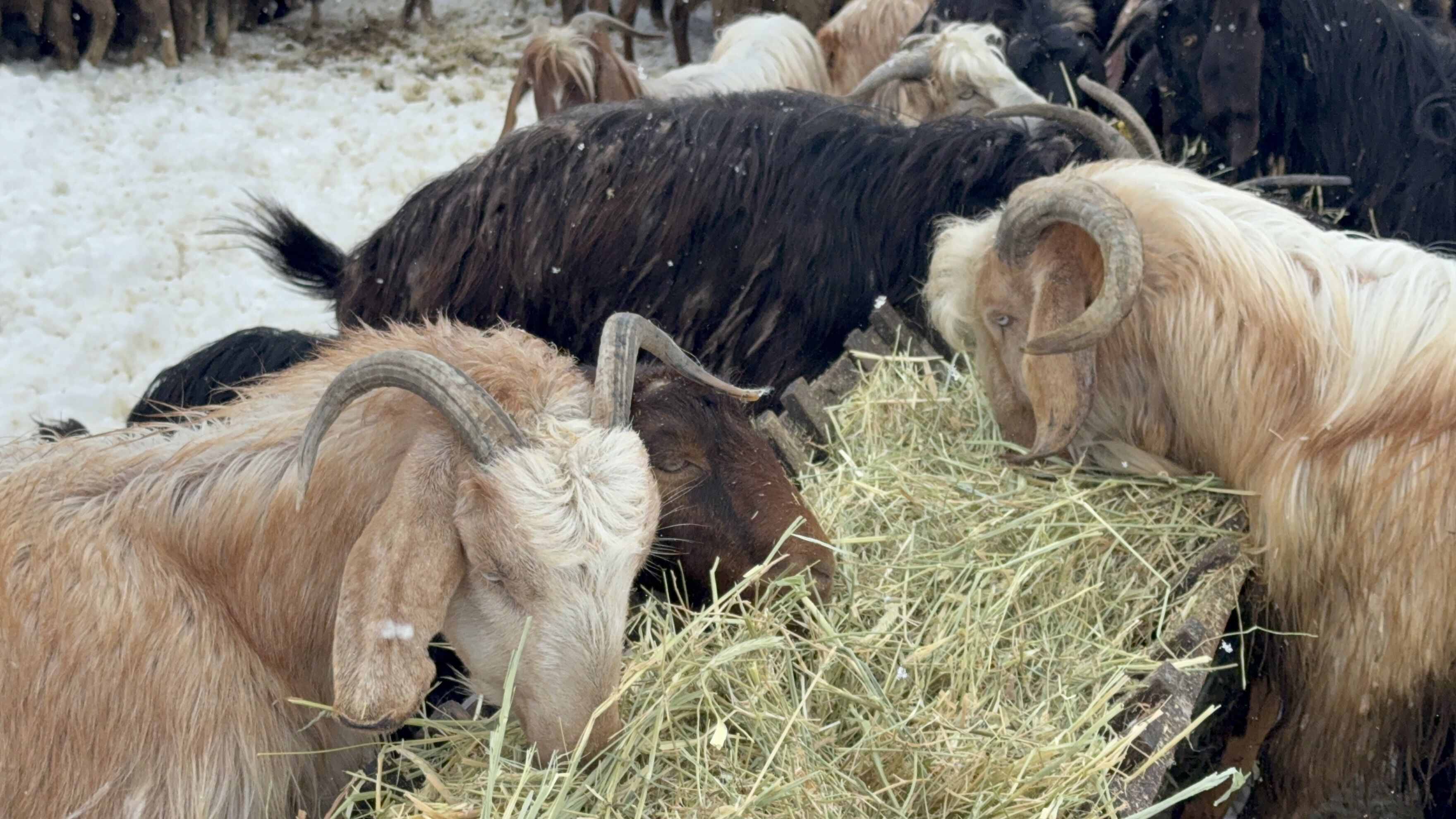 Küçükbaş 