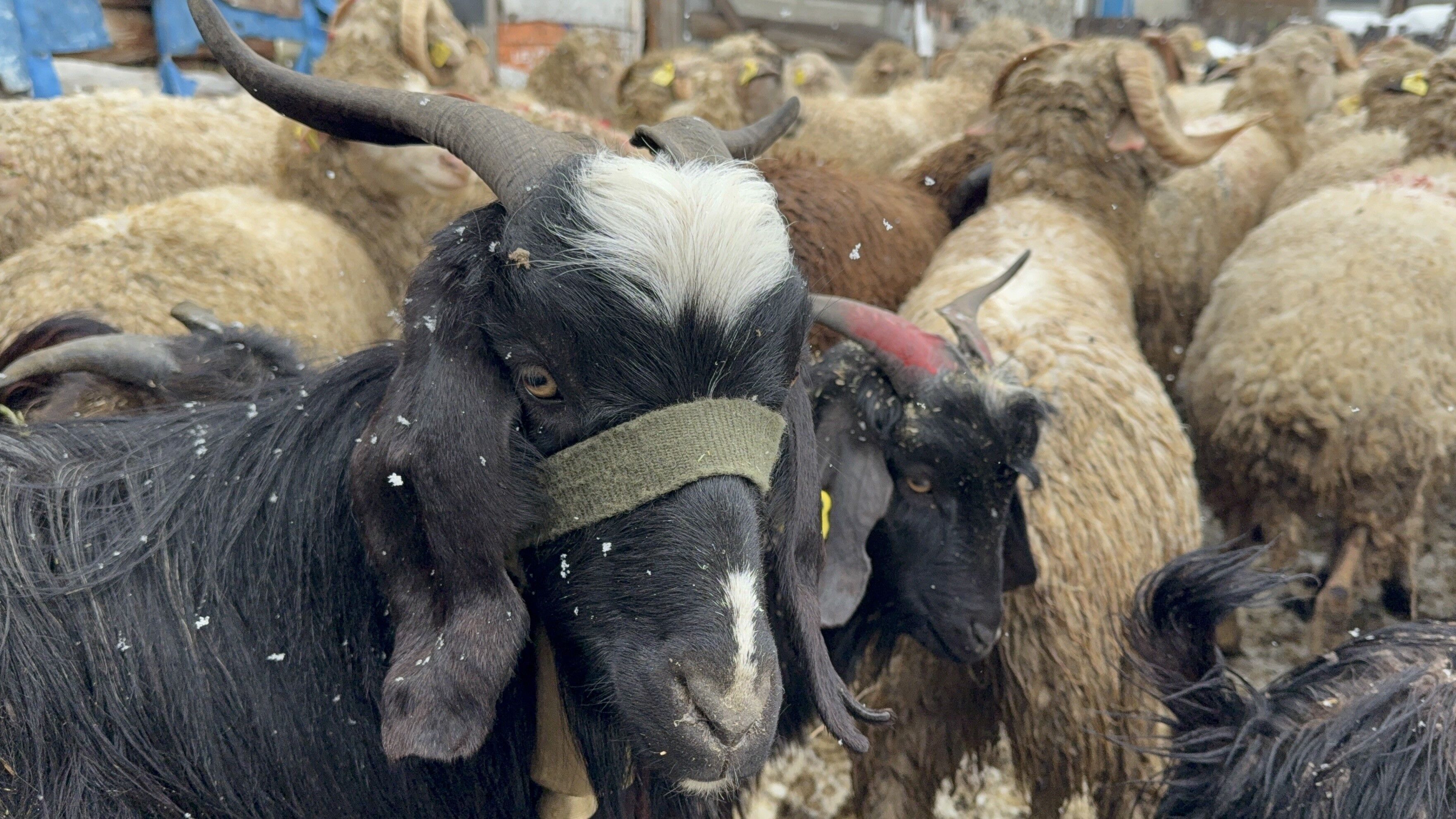 Kurban