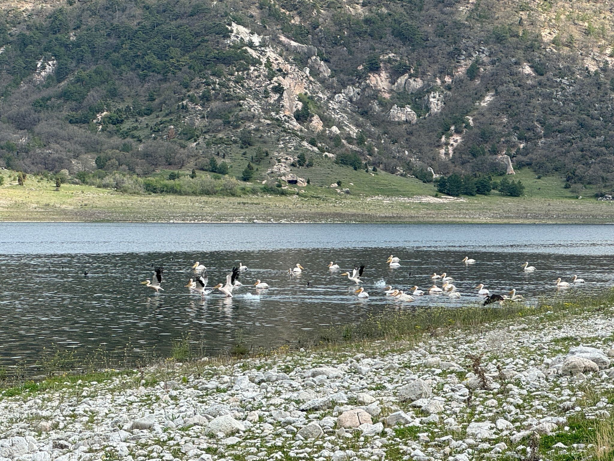 Ördek