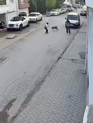 Köpek Saldırısı