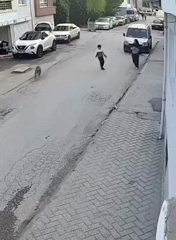 Köpek 
