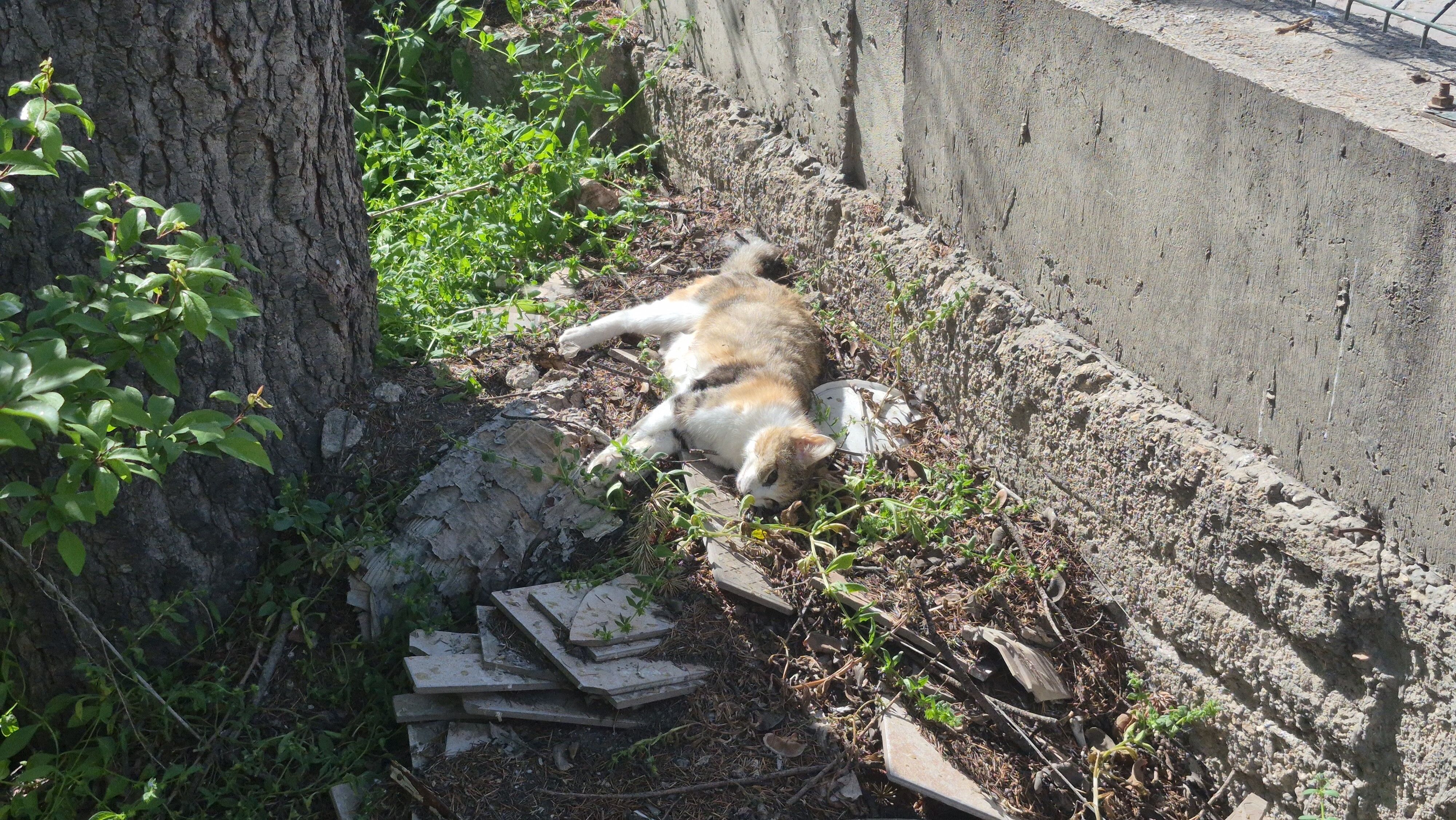 Ölü Kedi