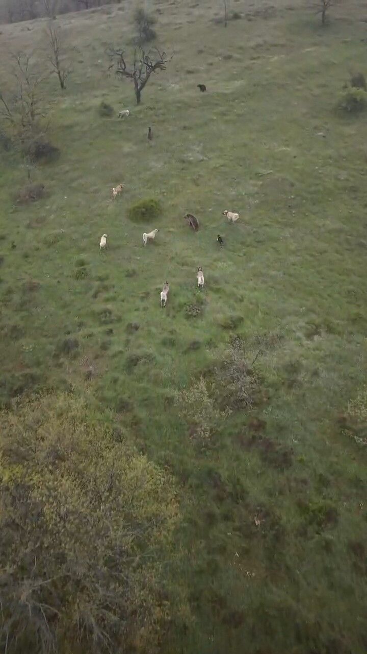 Kangal Sürüsü