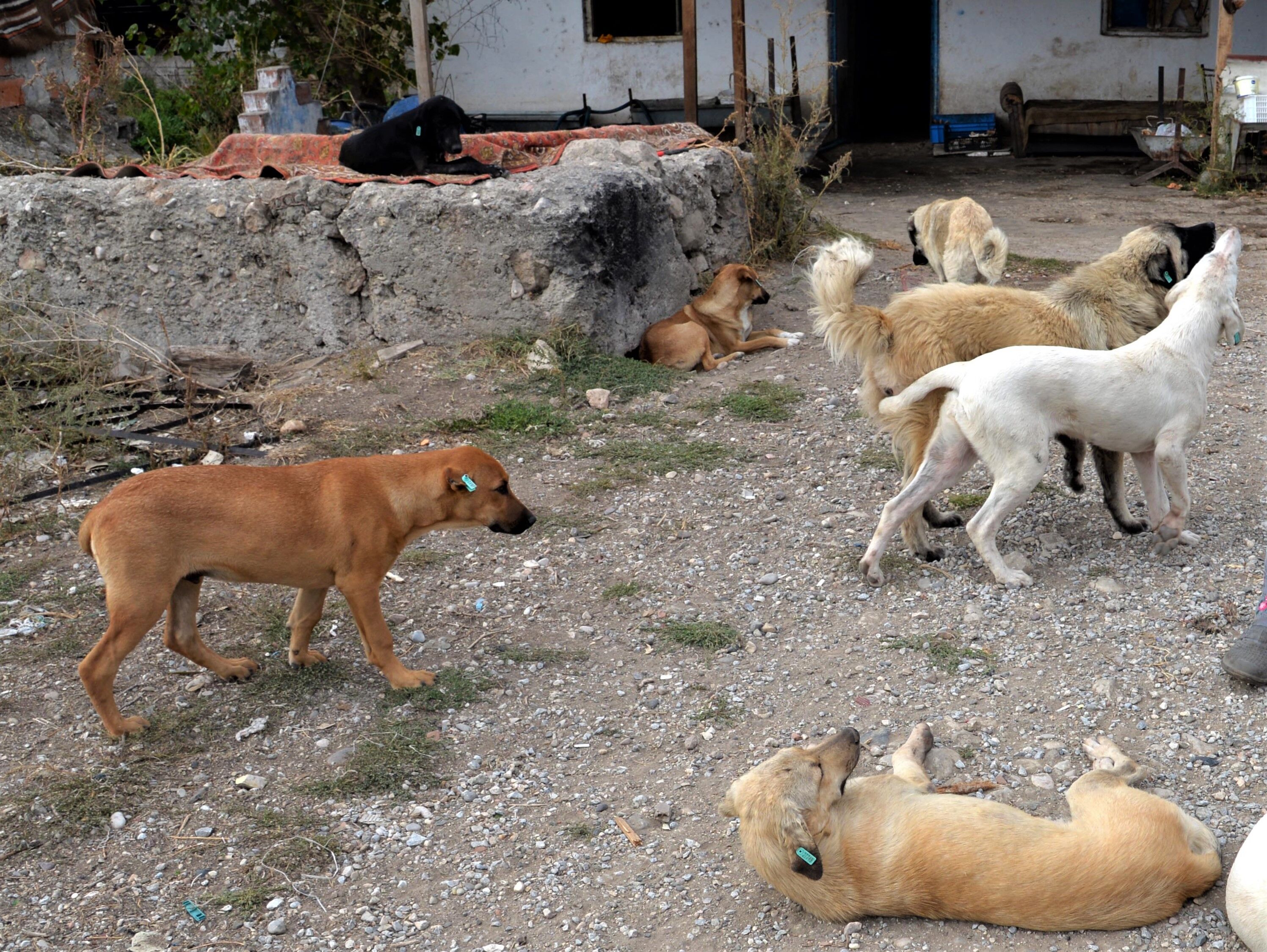 Köpek