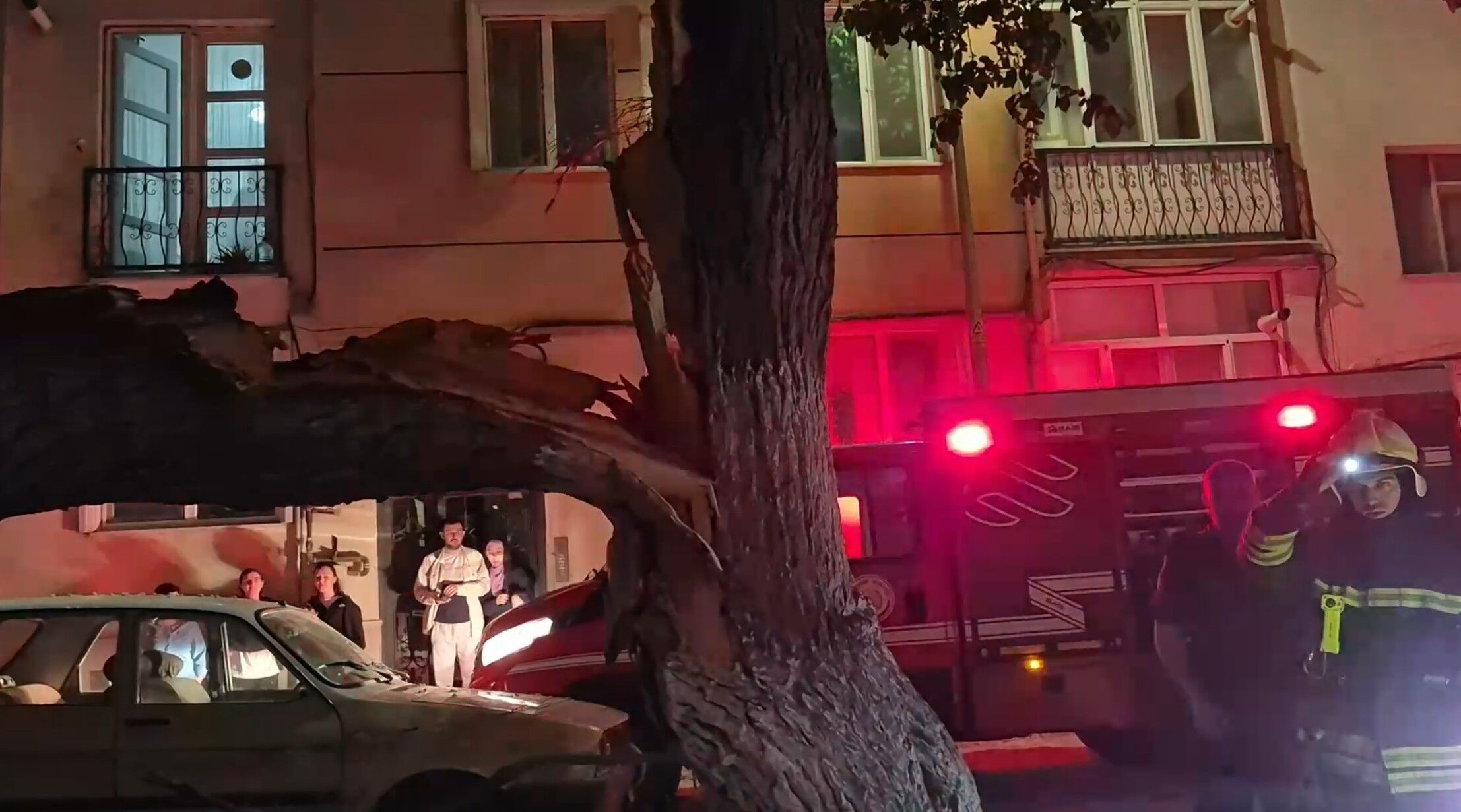 Dut Ağacı