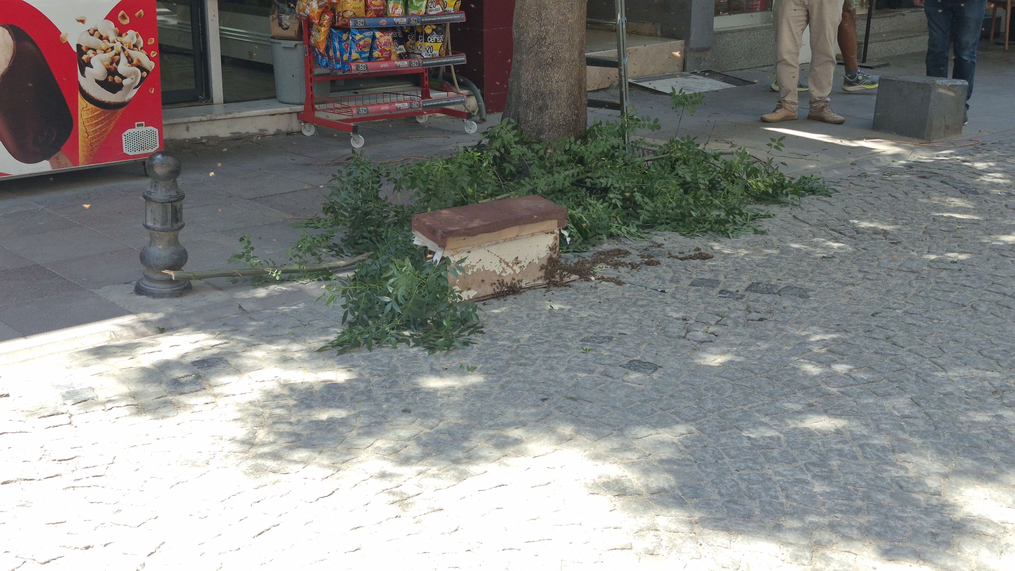Arılar