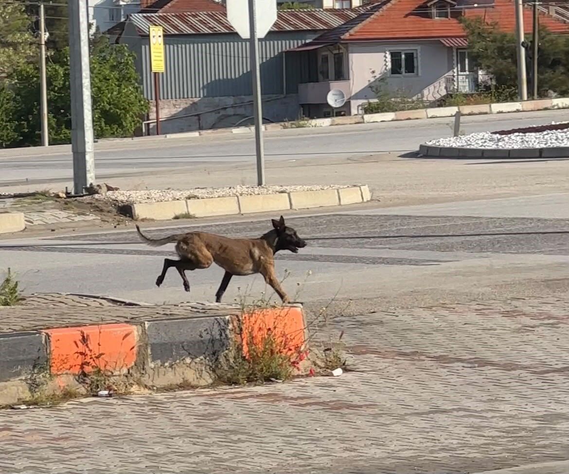 Köpek