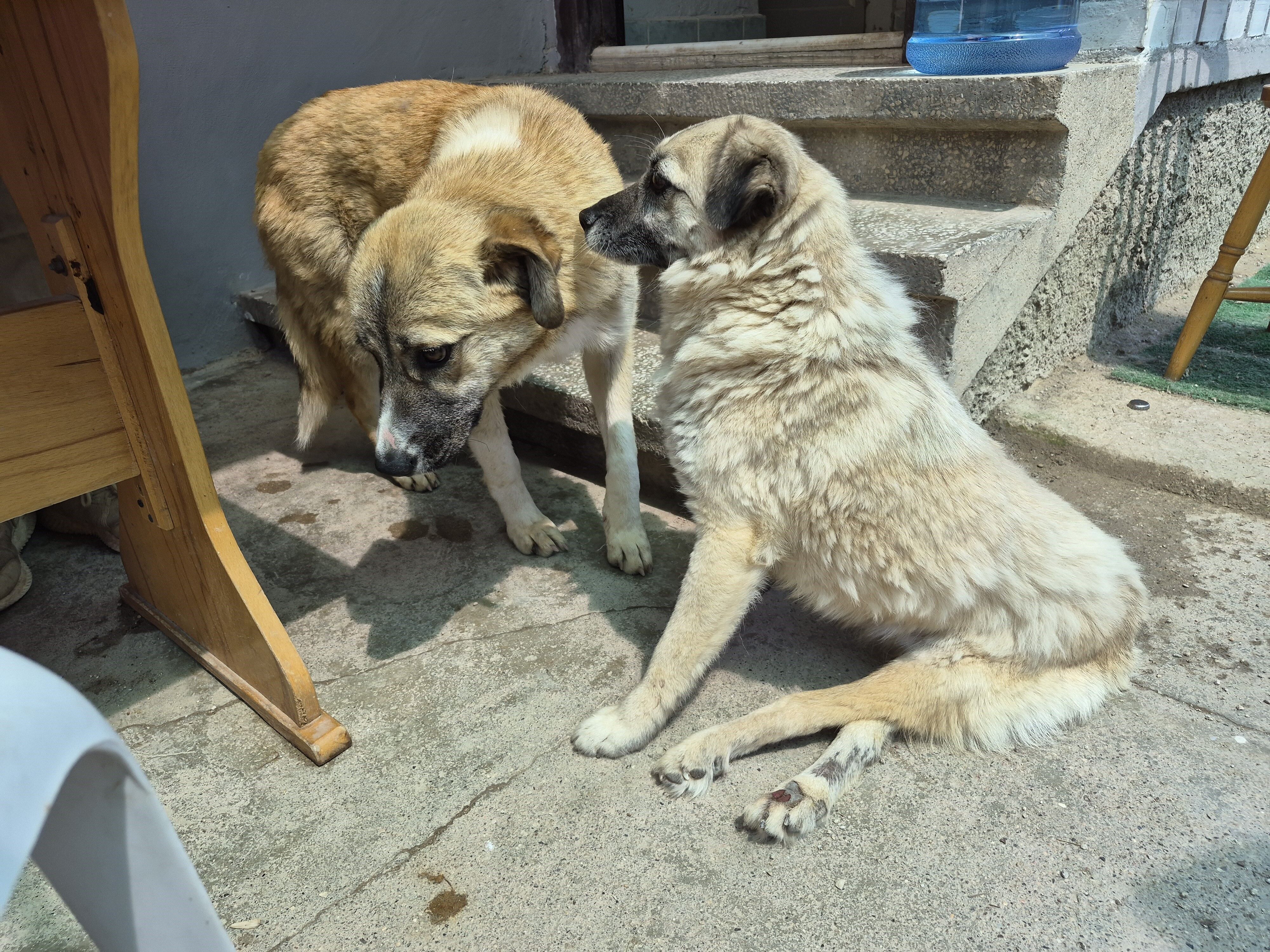 Köpek