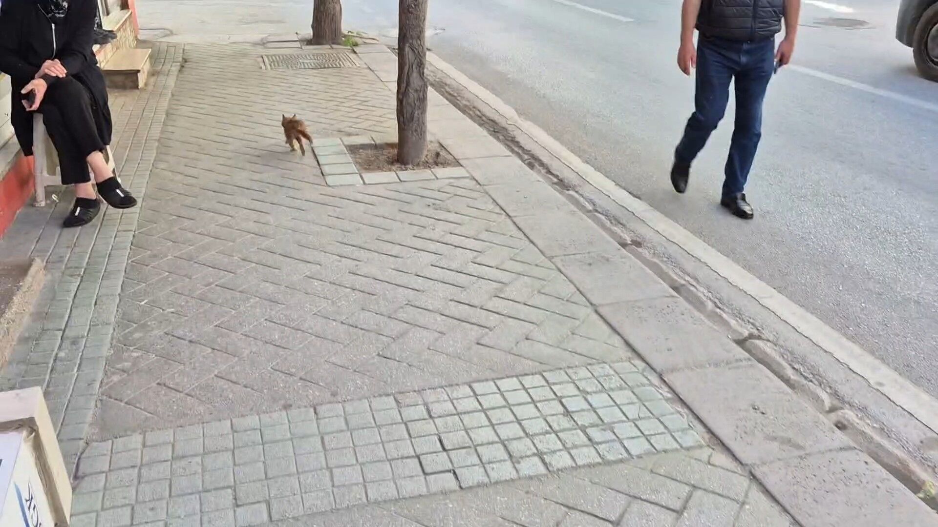 Yavru Kedi