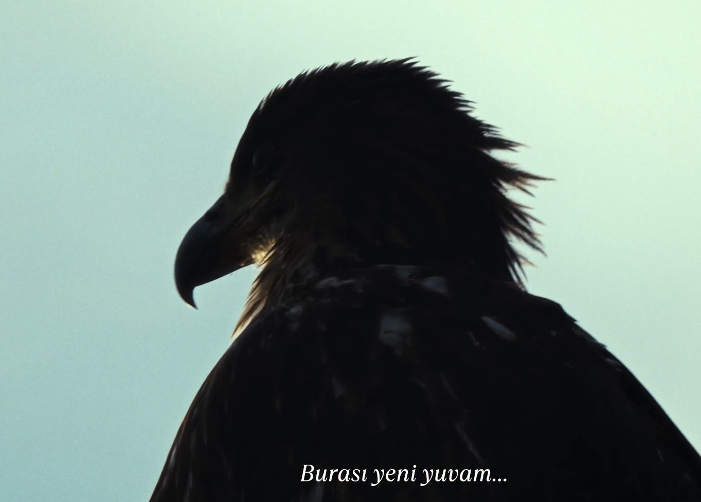 Karakartal