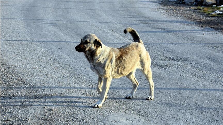 Sokak Köpeği