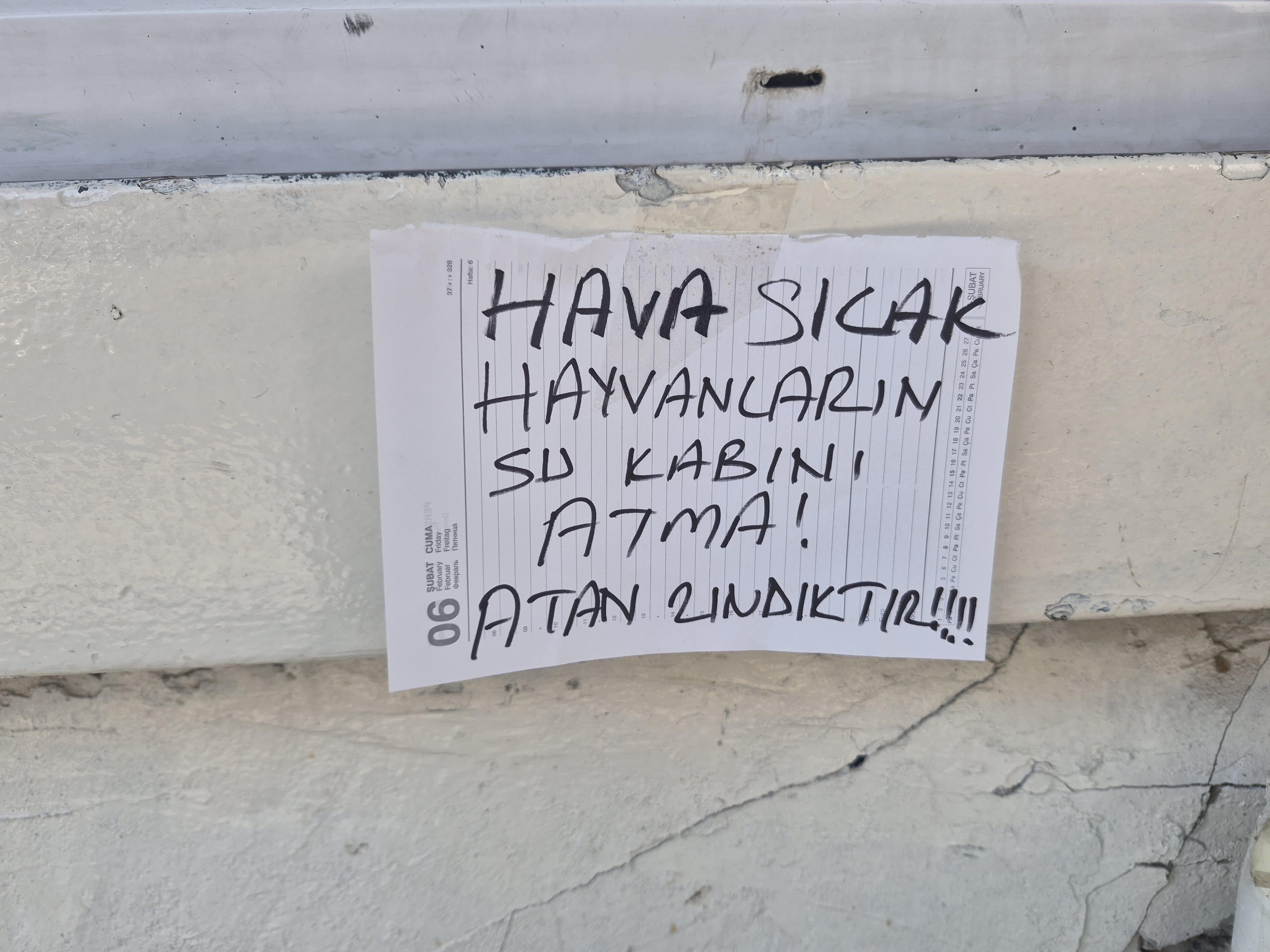 Kedi Dostu Vatandaş