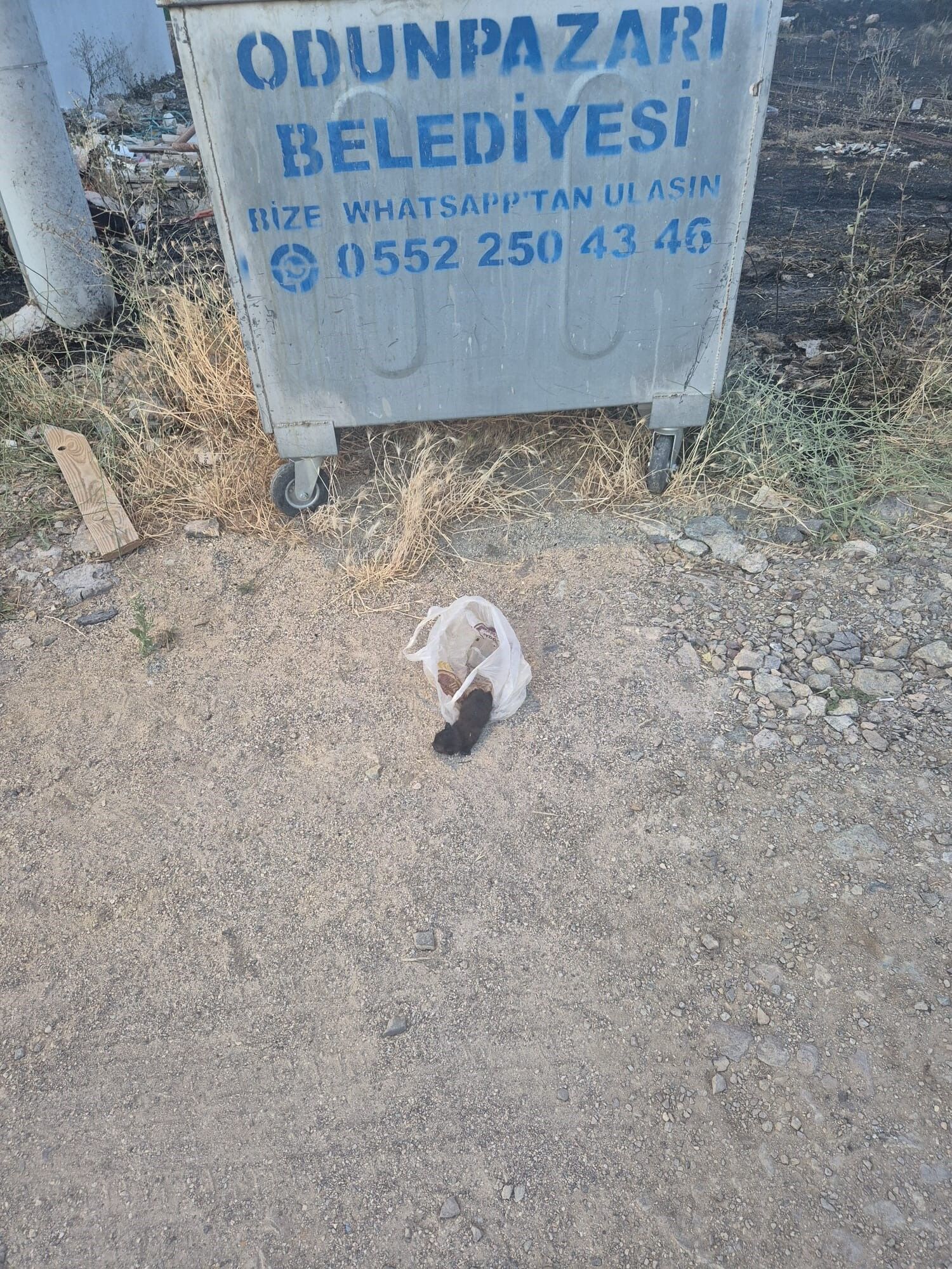 Yavru Kedi