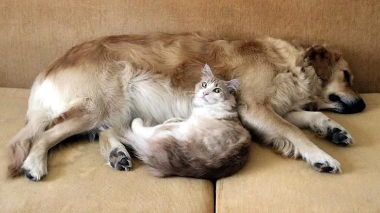 Kedi köpek