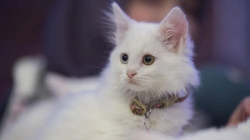 Kedi