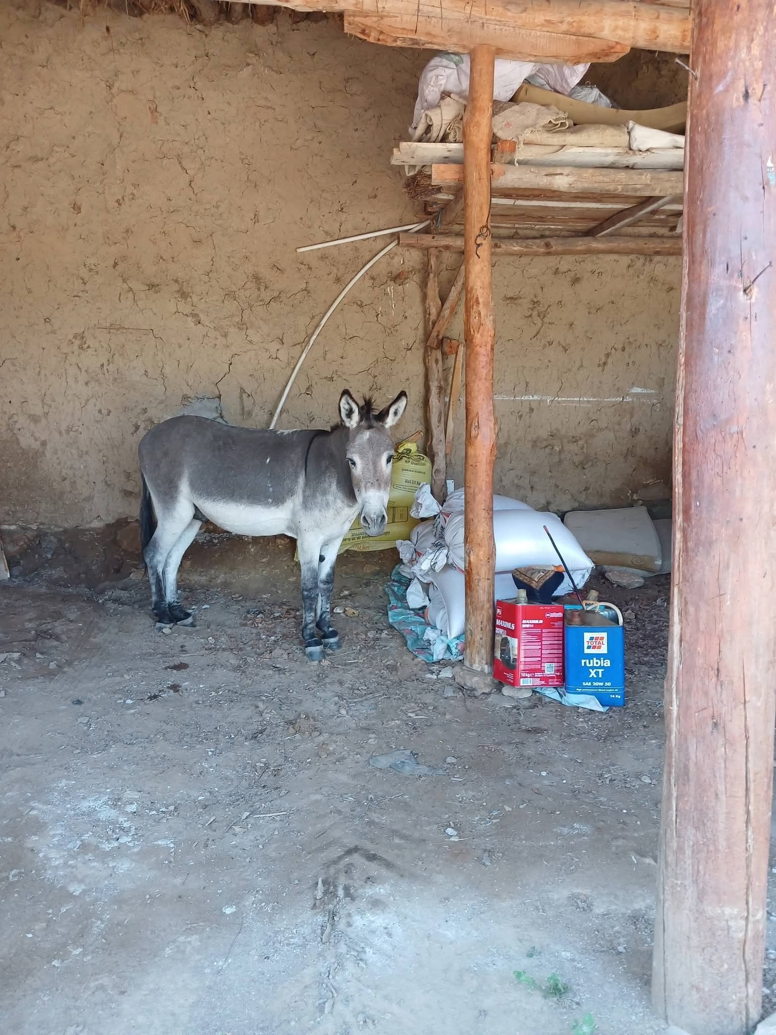Eşek