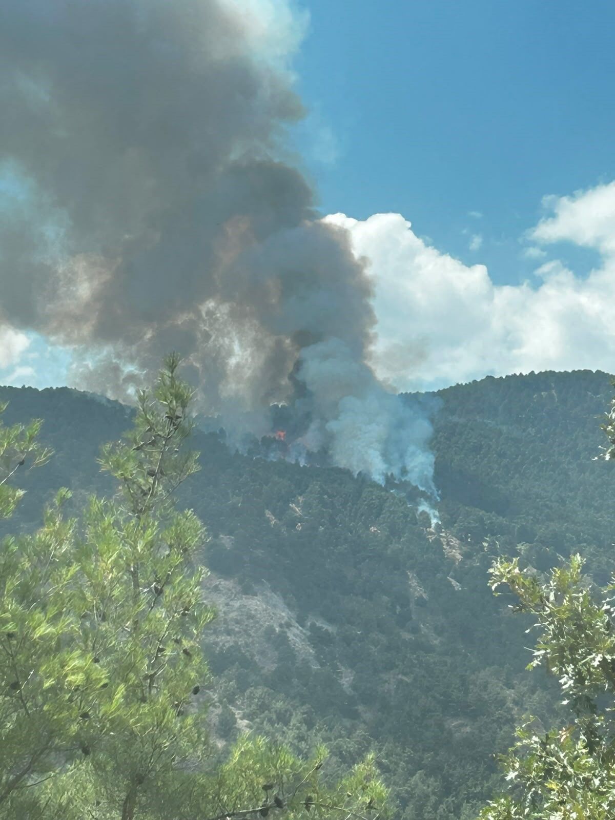 Orman Yangını