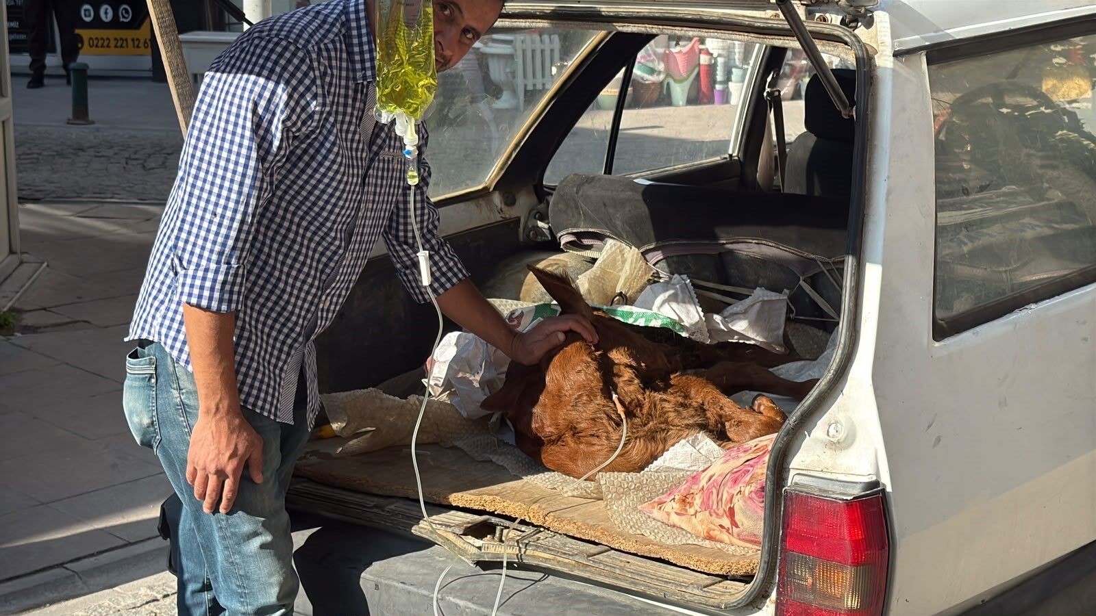 buzağı
