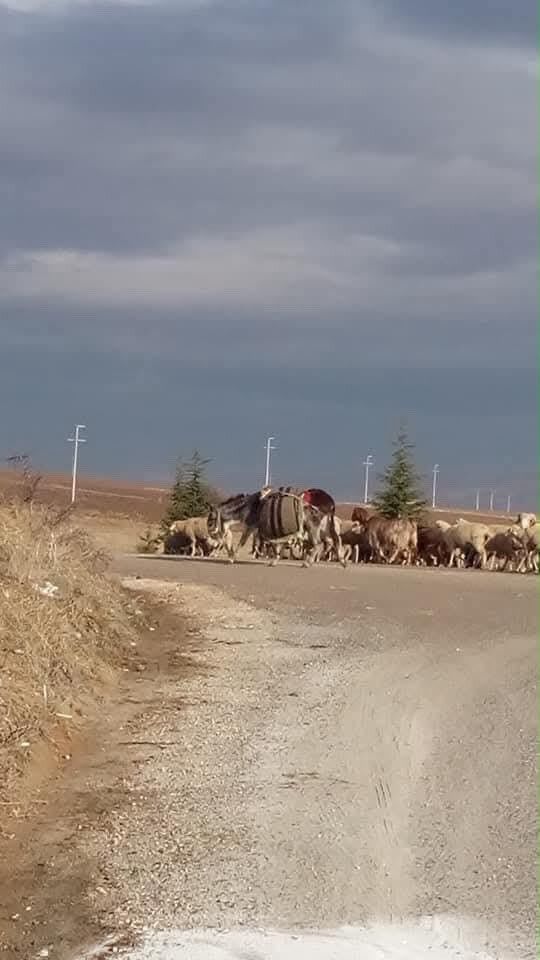 Sivrihisar'da Yola Çıkan Koyuna Çarpan Sürücü Yaralandı