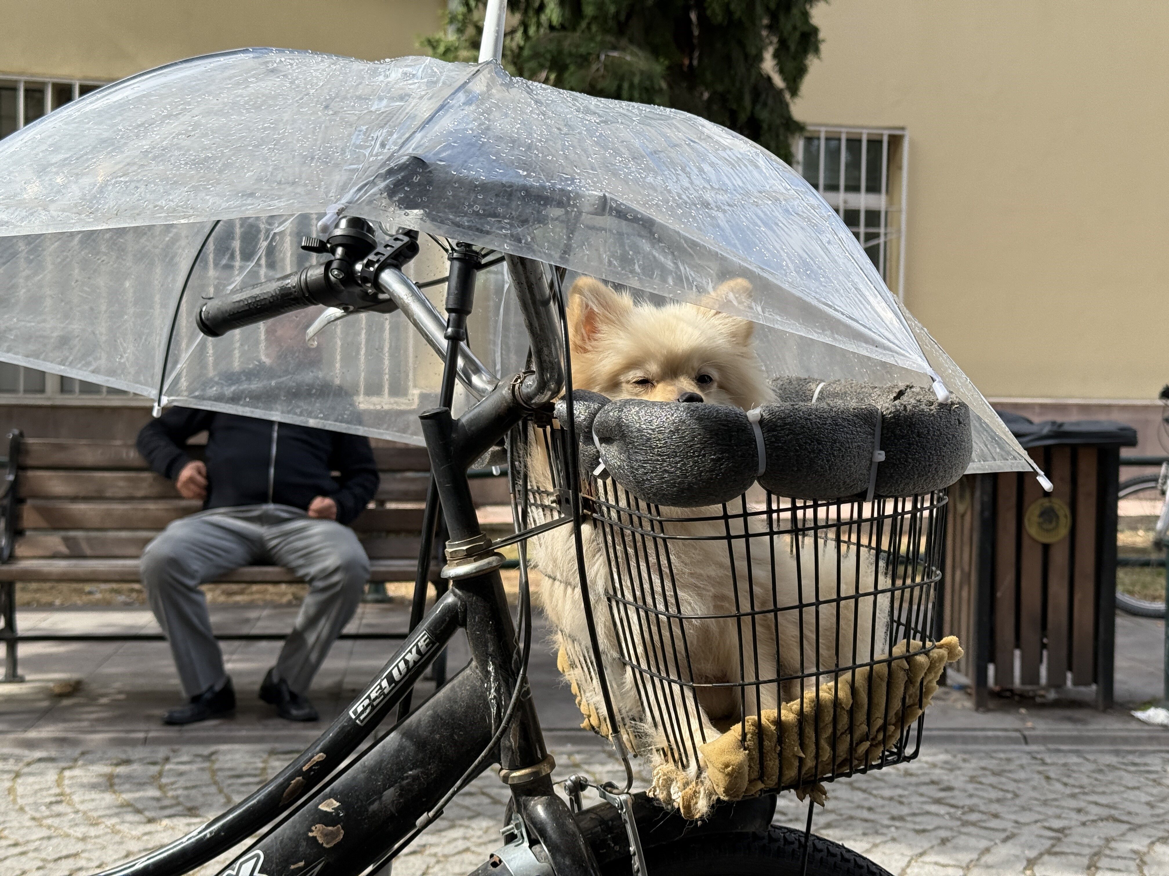 köpek, yağmur