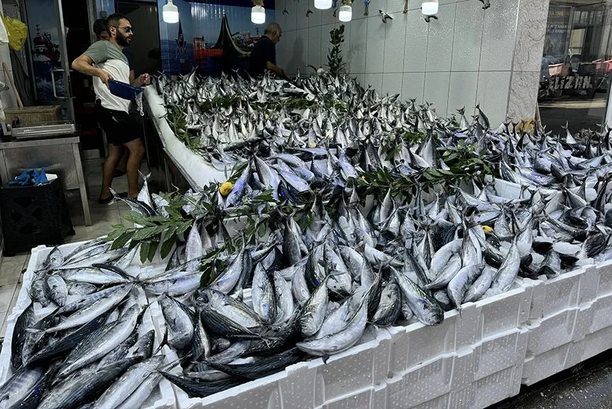 Rize'de palamut bolluğu çevre katliamına dönüştü